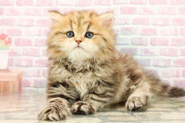 東京都のペルシャ (Coo&RIKU中野サンモール店/2025年9月15日生まれ/女の子/チンチラゴールデン)の子猫の2枚目の画像