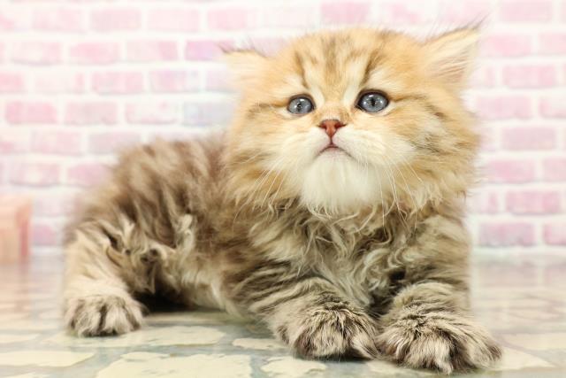 東京都のペルシャ (Coo&RIKU中野サンモール店/2025年9月15日生まれ/女の子/チンチラゴールデン)の子猫の3枚目の画像