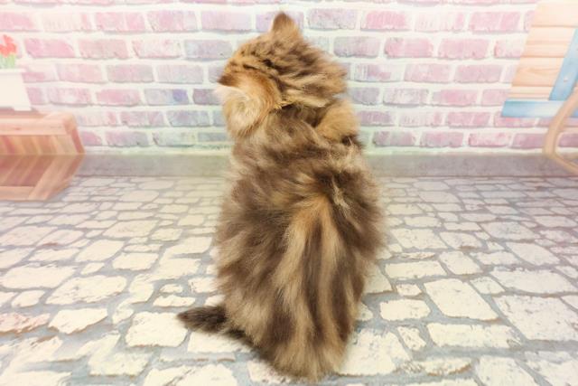 東京都のペルシャ (Coo&RIKU中野サンモール店/2025年9月15日生まれ/女の子/チンチラゴールデン)の子猫の4枚目の画像