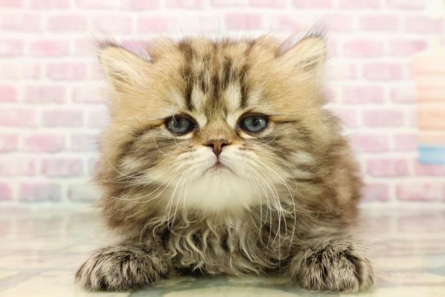 東京都のペルシャ (Coo&RIKU浅草店/2025年9月15日生まれ/男の子/チンチラゴールデン)の子猫
