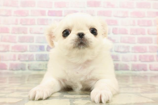 東京都のチワペキ/ペキチー/ペキチワ(チワワ×ペキニーズ) (Coo&RIKU中野サンモール店/2025年9月14日生まれ/女の子/クリームホワイト)の子犬の1枚目の画像