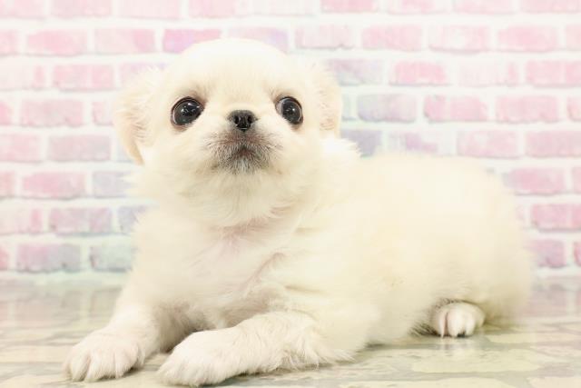 東京都のチワペキ/ペキチー/ペキチワ(チワワ×ペキニーズ) (Coo&RIKU中野サンモール店/2025年9月14日生まれ/女の子/クリームホワイト)の子犬の2枚目の画像