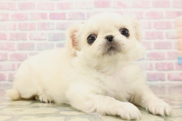 東京都のチワペキ/ペキチー/ペキチワ(チワワ×ペキニーズ) (Coo&RIKU中野サンモール店/2025年9月14日生まれ/女の子/クリームホワイト)の子犬の3枚目の画像