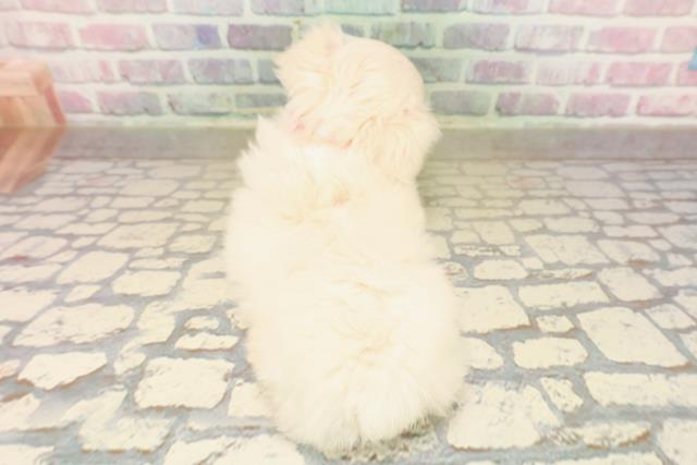 東京都のチワペキ/ペキチー/ペキチワ(チワワ×ペキニーズ) (Coo&RIKU中野サンモール店/2025年9月14日生まれ/女の子/クリームホワイト)の子犬の4枚目の画像