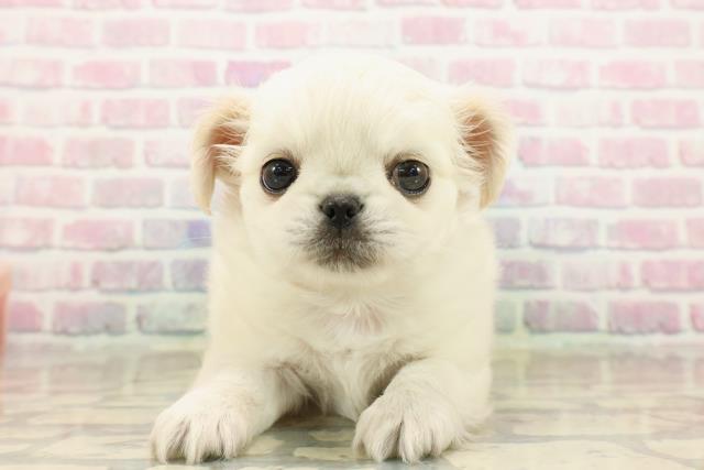 東京都のチワペキ/ペキチー/ペキチワ(チワワ×ペキニーズ) (Coo&RIKU武蔵小山店/2025年9月14日生まれ/男の子/クリームホワイト)の子犬の1枚目の画像