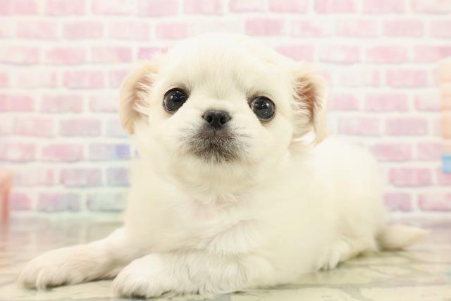 東京都のチワペキ/ペキチー/ペキチワ(チワワ×ペキニーズ) (Coo&RIKU武蔵小山店/2025年9月14日生まれ/男の子/クリームホワイト)の子犬の2枚目の画像