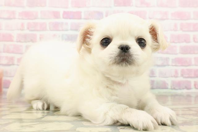 東京都のチワペキ/ペキチー/ペキチワ(チワワ×ペキニーズ) (Coo&RIKU武蔵小山店/2025年9月14日生まれ/男の子/クリームホワイト)の子犬の3枚目の画像