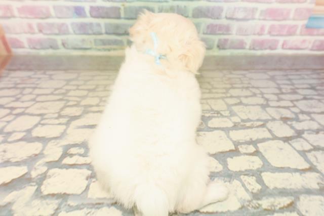 東京都のチワペキ/ペキチー/ペキチワ(チワワ×ペキニーズ) (Coo&RIKU武蔵小山店/2025年9月14日生まれ/男の子/クリームホワイト)の子犬の4枚目の画像