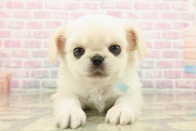 東京都のチワペキ/ペキチー/ペキチワ(チワワ×ペキニーズ) (Coo&RIKU阿佐ヶ谷店/2025年9月14日生まれ/男の子/クリームホワイト)の子犬の1枚目の画像