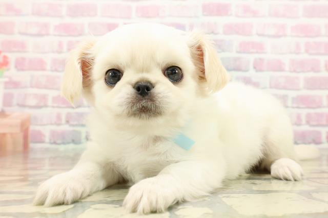 東京都のチワペキ/ペキチー/ペキチワ(チワワ×ペキニーズ) (Coo&RIKU阿佐ヶ谷店/2025年9月14日生まれ/男の子/クリームホワイト)の子犬の2枚目の画像