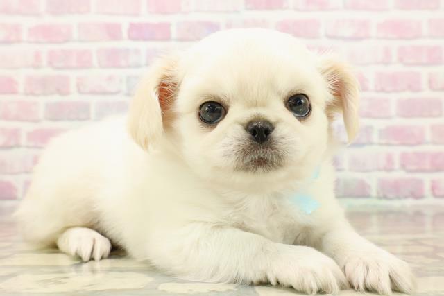 東京都のチワペキ/ペキチー/ペキチワ(チワワ×ペキニーズ) (Coo&RIKU阿佐ヶ谷店/2025年9月14日生まれ/男の子/クリームホワイト)の子犬の3枚目の画像