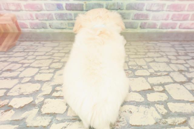 東京都のチワペキ/ペキチー/ペキチワ(チワワ×ペキニーズ) (Coo&RIKU阿佐ヶ谷店/2025年9月14日生まれ/男の子/クリームホワイト)の子犬の4枚目の画像