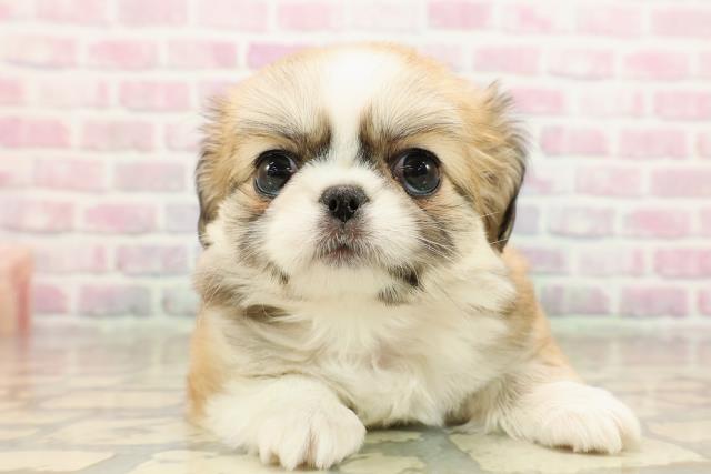 群馬県のチワペキ/ペキチー/ペキチワ(チワワ×ペキニーズ) (Coo&RIKU前橋店/2025年9月15日生まれ/女の子/フォーンホワイト)の子犬の1枚目の画像