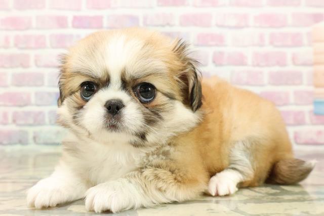 群馬県のチワペキ/ペキチー/ペキチワ(チワワ×ペキニーズ) (Coo&RIKU前橋店/2025年9月15日生まれ/女の子/フォーンホワイト)の子犬の2枚目の画像