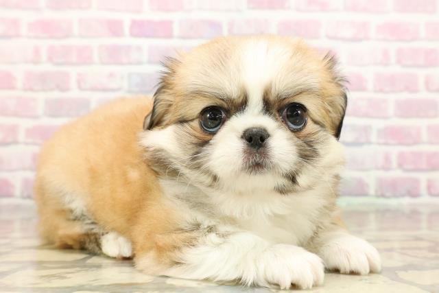 群馬県のチワペキ/ペキチー/ペキチワ(チワワ×ペキニーズ) (Coo&RIKU前橋店/2025年9月15日生まれ/女の子/フォーンホワイト)の子犬の3枚目の画像