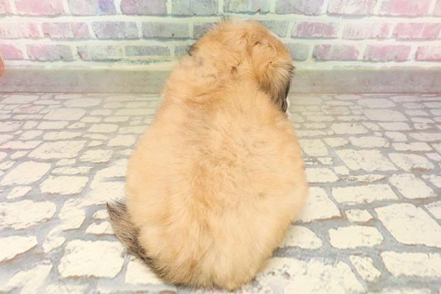 群馬県のチワペキ/ペキチー/ペキチワ(チワワ×ペキニーズ) (Coo&RIKU前橋店/2025年9月15日生まれ/女の子/フォーンホワイト)の子犬の4枚目の画像