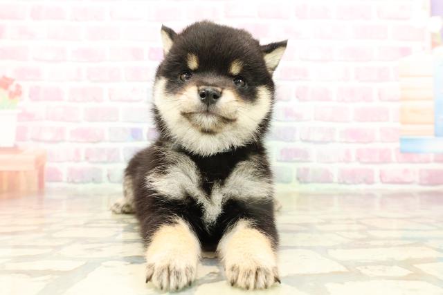 東京都の豆柴 (Coo&RIKU浅草店/2025年9月15日生まれ/男の子/黒)の子犬