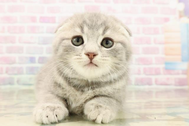 群馬県のスコティッシュフォールド (Coo&RIKU高崎店/2025年9月15日生まれ/男の子/ブルータビー)の子猫の1枚目の画像