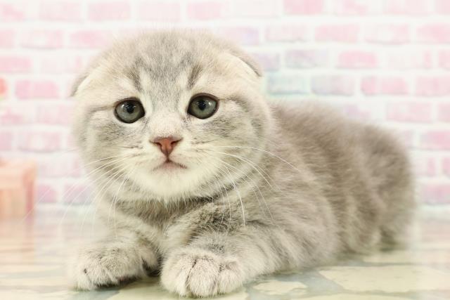 群馬県のスコティッシュフォールド (Coo&RIKU高崎店/2025年9月15日生まれ/男の子/ブルータビー)の子猫の2枚目の画像