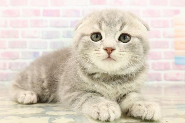 群馬県のスコティッシュフォールド (Coo&RIKU高崎店/2025年9月15日生まれ/男の子/ブルータビー)の子猫の3枚目の画像