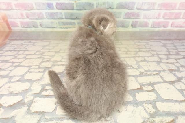 群馬県のスコティッシュフォールド (Coo&RIKU高崎店/2025年9月15日生まれ/男の子/ブルータビー)の子猫の4枚目の画像