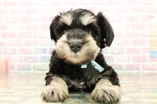 北海道のミニチュアシュナウザー (Coo&RIKU岩見沢店/2025年9月14日生まれ/男の子/ブラックシルバー)の子犬の1枚目の画像