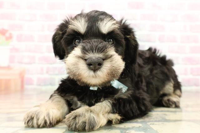 北海道のミニチュアシュナウザー (Coo&RIKU岩見沢店/2025年9月14日生まれ/男の子/ブラックシルバー)の子犬の2枚目の画像