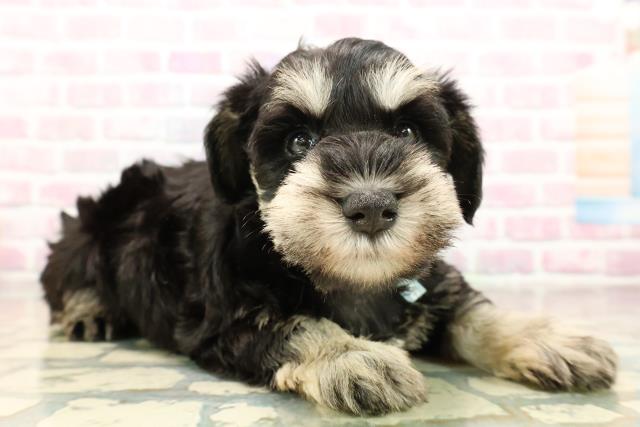 北海道のミニチュアシュナウザー (Coo&RIKU岩見沢店/2025年9月14日生まれ/男の子/ブラックシルバー)の子犬の3枚目の画像