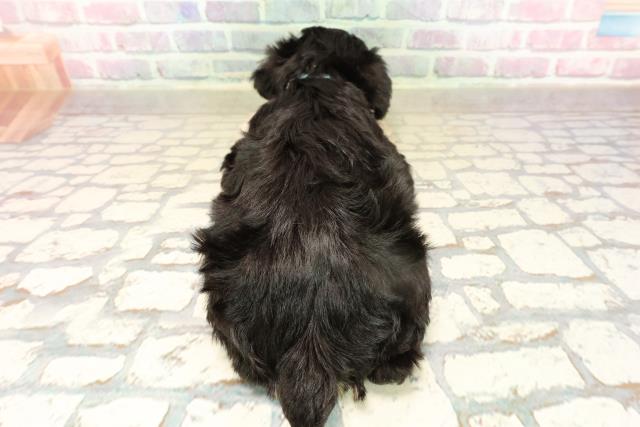 北海道のミニチュアシュナウザー (Coo&RIKU岩見沢店/2025年9月14日生まれ/男の子/ブラックシルバー)の子犬の4枚目の画像