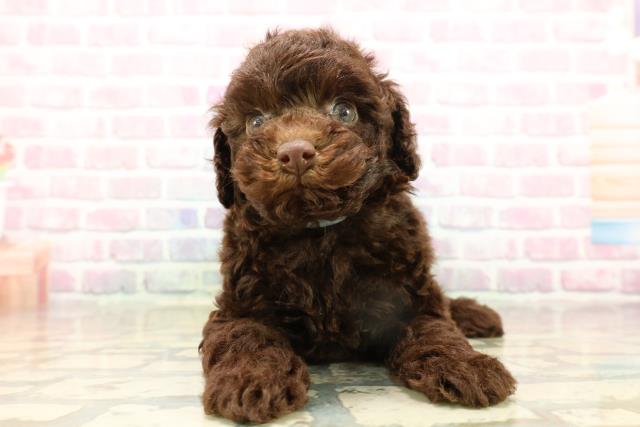 神奈川県のトイプードル(トイ) (Coo&RIKU横浜青葉店/2025年9月14日生まれ/男の子/ブラウン)の子犬の1枚目の画像