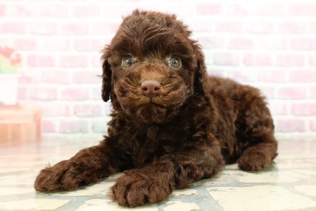 神奈川県のトイプードル(トイ) (Coo&RIKU横浜青葉店/2025年9月14日生まれ/男の子/ブラウン)の子犬の2枚目の画像