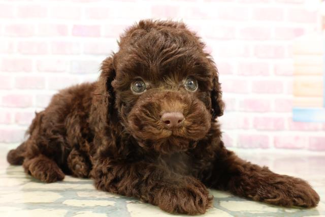 神奈川県のトイプードル(トイ) (Coo&RIKU横浜青葉店/2025年9月14日生まれ/男の子/ブラウン)の子犬の3枚目の画像