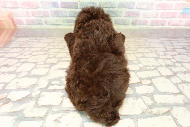 神奈川県のトイプードル(トイ) (Coo&RIKU横浜青葉店/2025年9月14日生まれ/男の子/ブラウン)の子犬の4枚目の画像