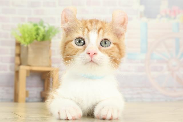 愛知県のアメリカンカール (Coo&RIKU東海一宮店/2025年9月7日生まれ/男の子/レッドタビーホワイト)の子猫の1枚目の画像