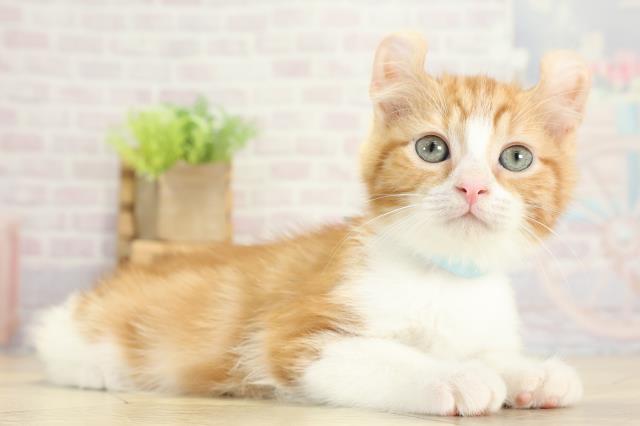 愛知県のアメリカンカール (Coo&RIKU東海一宮店/2025年9月7日生まれ/男の子/レッドタビーホワイト)の子猫の2枚目の画像