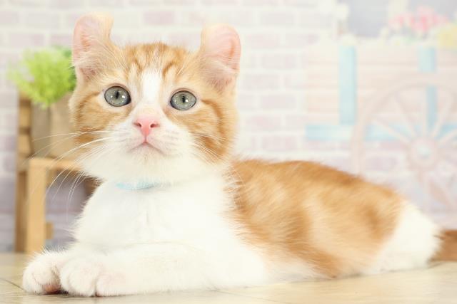 愛知県のアメリカンカール (Coo&RIKU東海一宮店/2025年9月7日生まれ/男の子/レッドタビーホワイト)の子猫の3枚目の画像