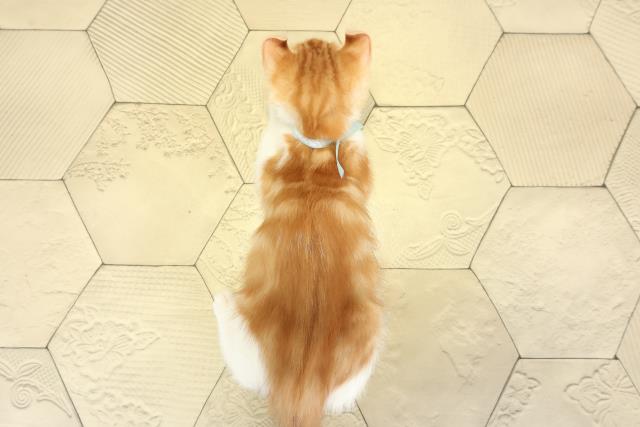 愛知県のアメリカンカール (Coo&RIKU東海一宮店/2025年9月7日生まれ/男の子/レッドタビーホワイト)の子猫の4枚目の画像