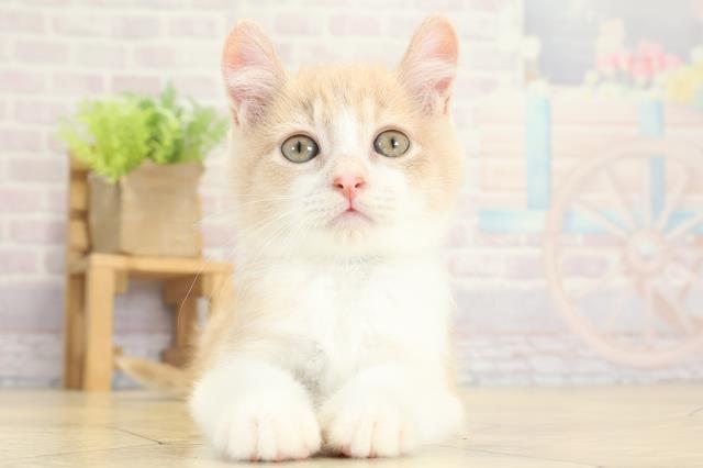 三重県のアメリカンカール (Coo&RIKU四日市店/2025年9月7日生まれ/男の子/クリームタビーホワイト)の子猫