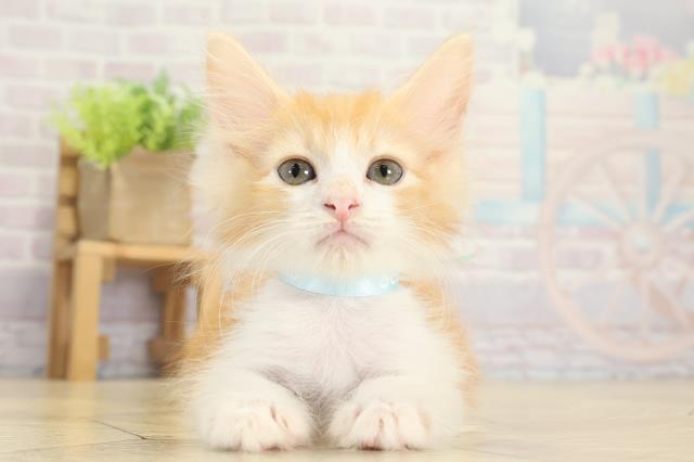 ノルウェージャン・フォレストキャット