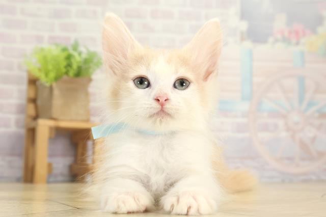 ノルウェージャン・フォレストキャット