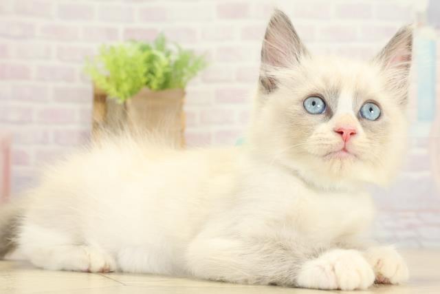 静岡県のラグドール (Coo&RIKU浜松店/2025年9月5日生まれ/男の子/ブルーポイントバイカラー)の子猫の2枚目の画像