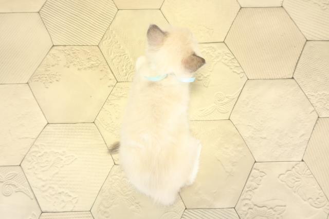 静岡県のラグドール (Coo&RIKU浜松店/2025年9月5日生まれ/男の子/ブルーポイントバイカラー)の子猫の4枚目の画像