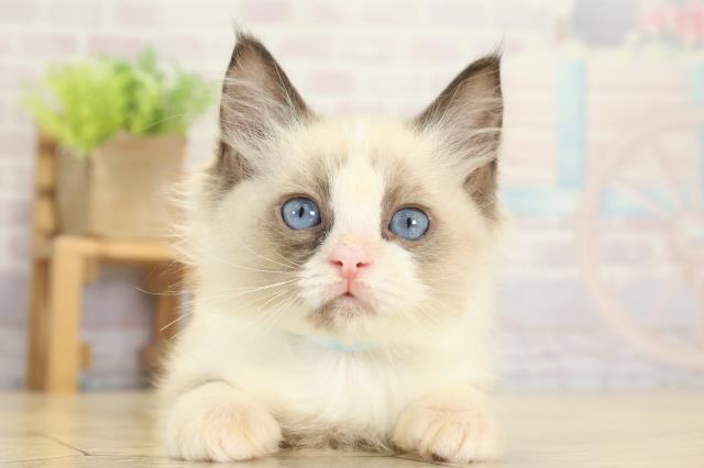 静岡県のラグドール (Coo&RIKU掛川店/2025年8月29日生まれ/男の子/シールポイントバイカラー)の子猫の1枚目の画像