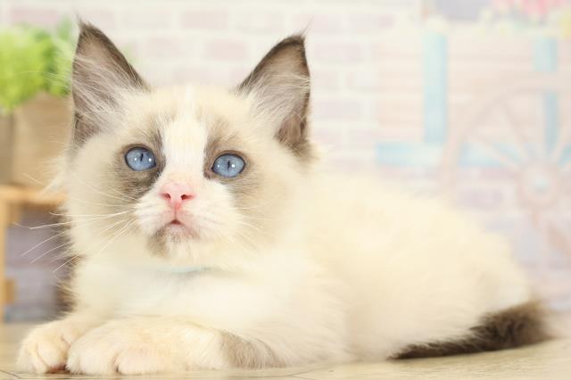 静岡県のラグドール (Coo&RIKU掛川店/2025年8月29日生まれ/男の子/シールポイントバイカラー)の子猫の3枚目の画像