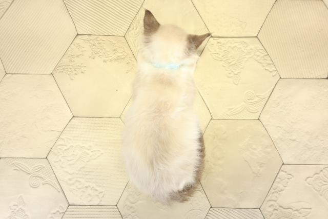 静岡県のラグドール (Coo&RIKU掛川店/2025年8月29日生まれ/男の子/シールポイントバイカラー)の子猫の4枚目の画像