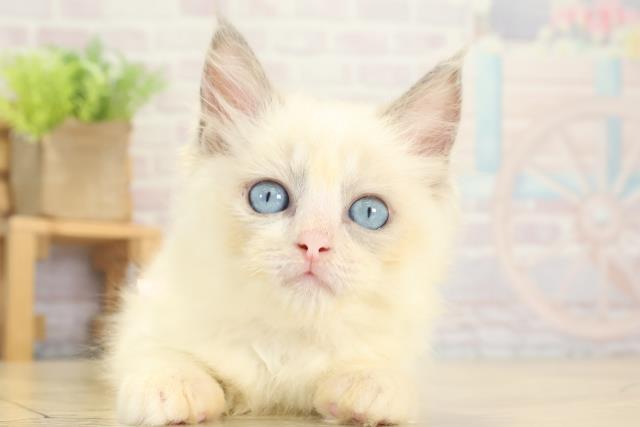 静岡県のラグドール (Coo&RIKU藤枝店/2025年8月29日生まれ/女の子/ブルーポイント)の子猫