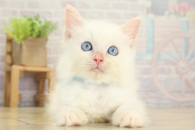 愛知県のラグドール (Coo&RIKU名古屋みなと店/2025年9月8日生まれ/男の子/クリームポイント)の子猫の1枚目の画像