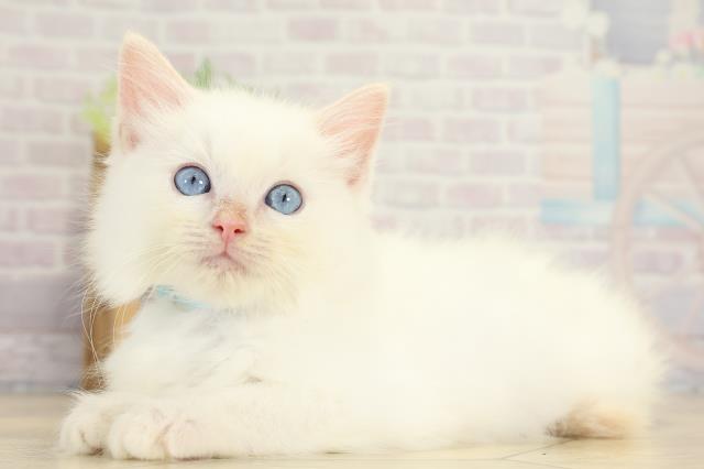 愛知県のラグドール (Coo&RIKU名古屋みなと店/2025年9月8日生まれ/男の子/クリームポイント)の子猫の3枚目の画像