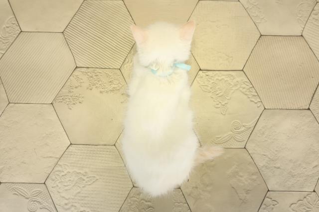 愛知県のラグドール (Coo&RIKU名古屋みなと店/2025年9月8日生まれ/男の子/クリームポイント)の子猫の4枚目の画像