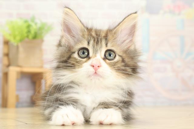 ノルウェージャン・フォレストキャット